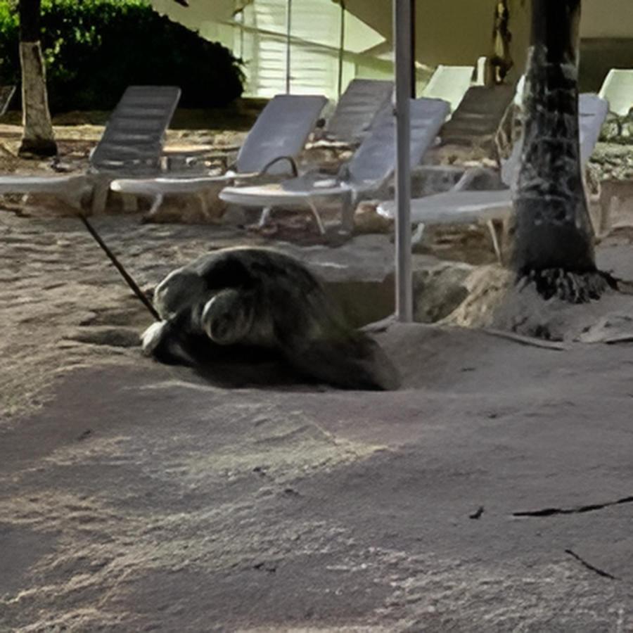 Suite Brisas Cancún Buitenkant foto